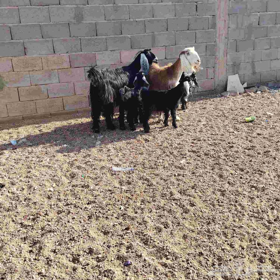 معزه العدد 2 وحده مشروكه ول ثانيه عارضه حدرهن على توم64496695876994110