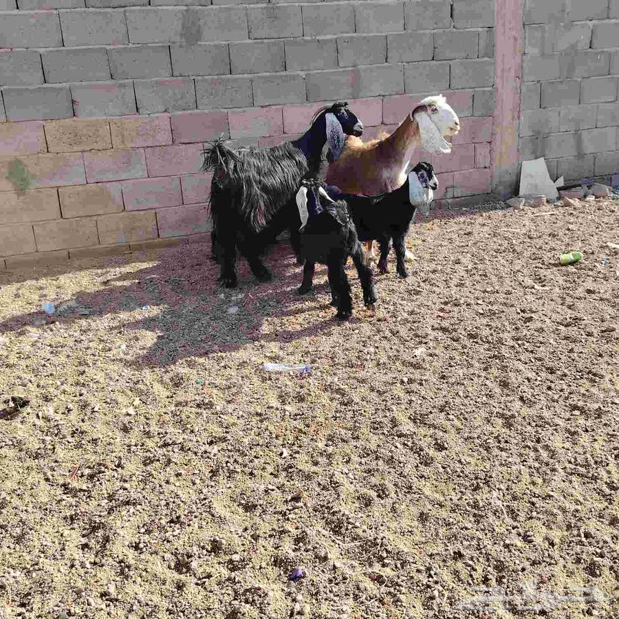 معزه العدد 2 وحده مشروكه ول ثانيه عارضه حدرهن على توم64496695876994111