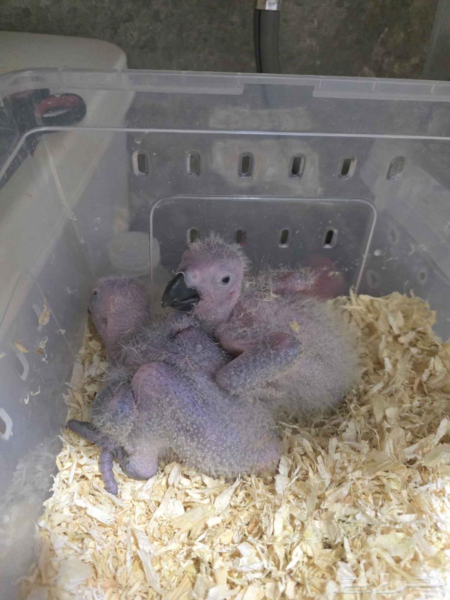 Kasco chicks. (Sold)64500867803907110