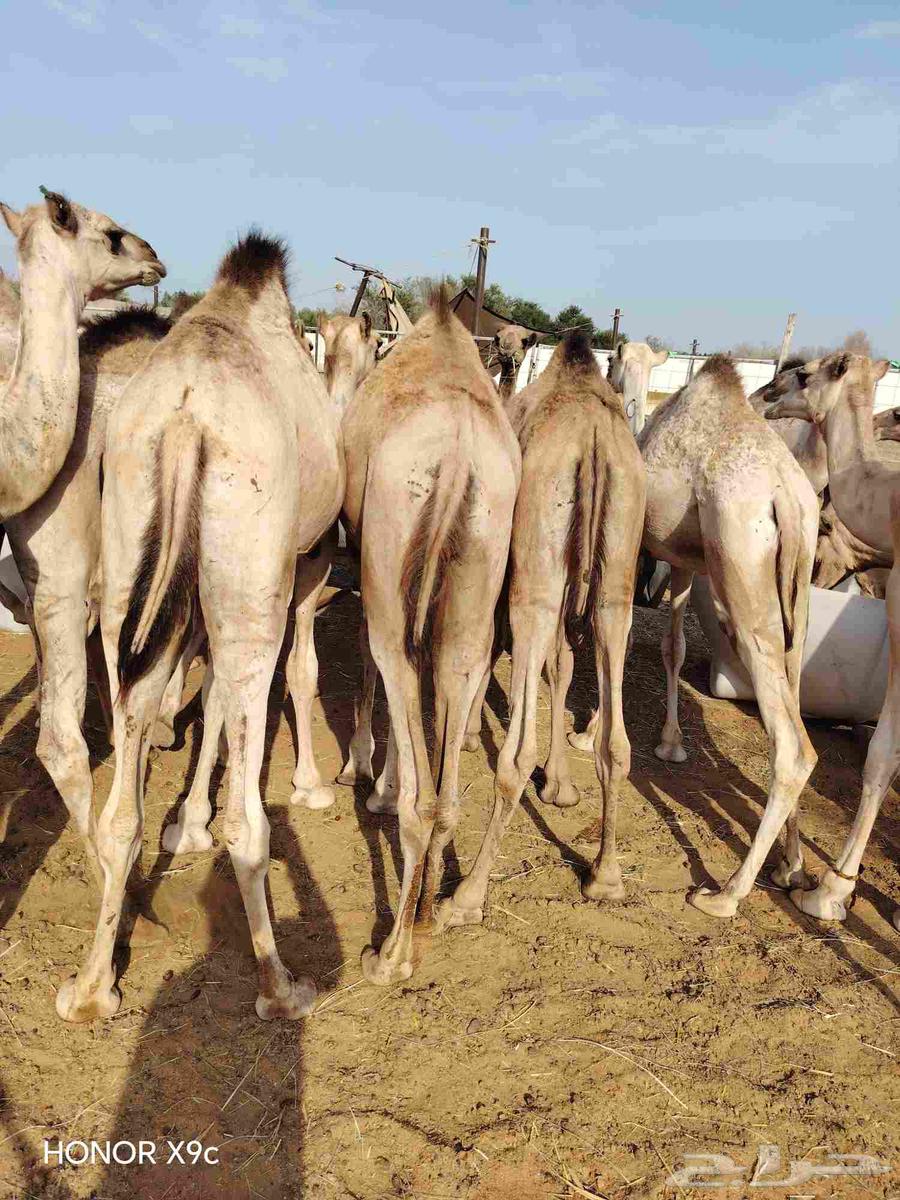 Trader or your butcher's epic, available good quality seating at a suitable price, your request is available64497221064579110