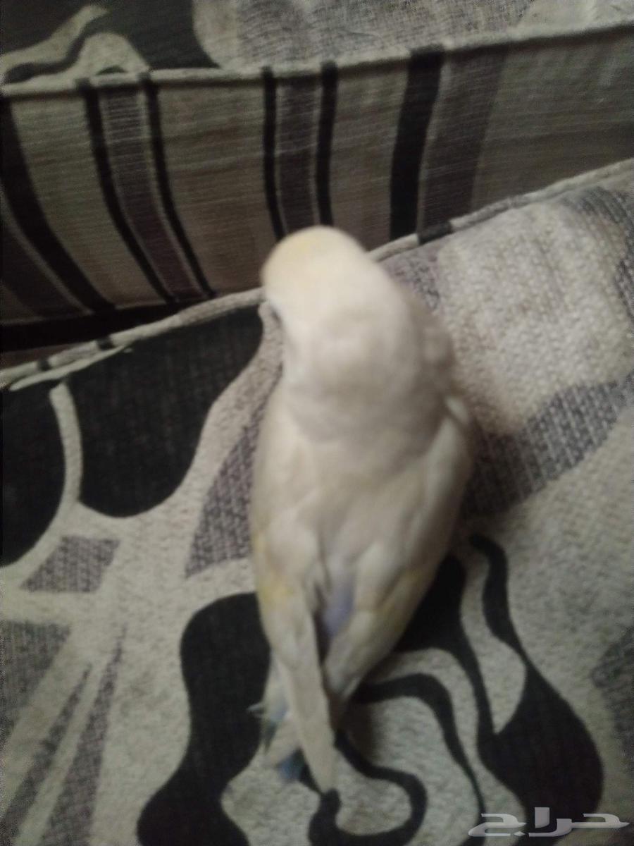 طير روز ابيض ومن الذيل بنفسجي وفسفوري64499842333057112