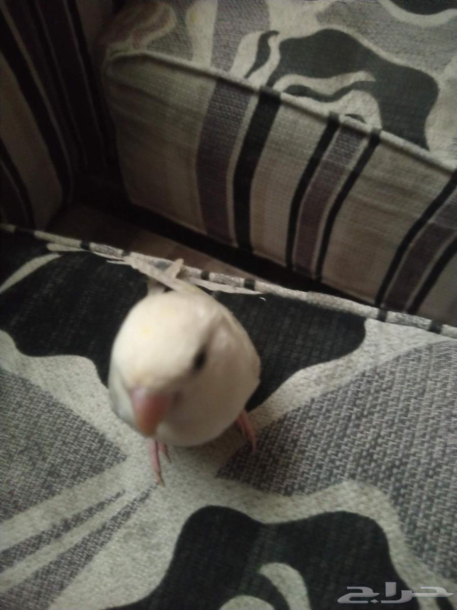 طير روز ابيض ومن الذيل بنفسجي وفسفوري64499842333057111