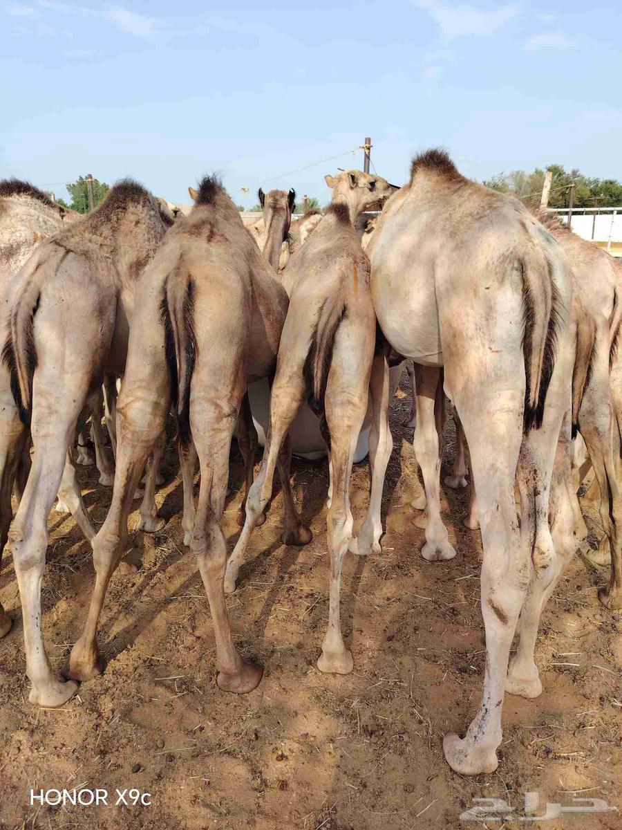 Trader or your butcher's epic, available good quality seating at a suitable price, your request is available64497221064579113