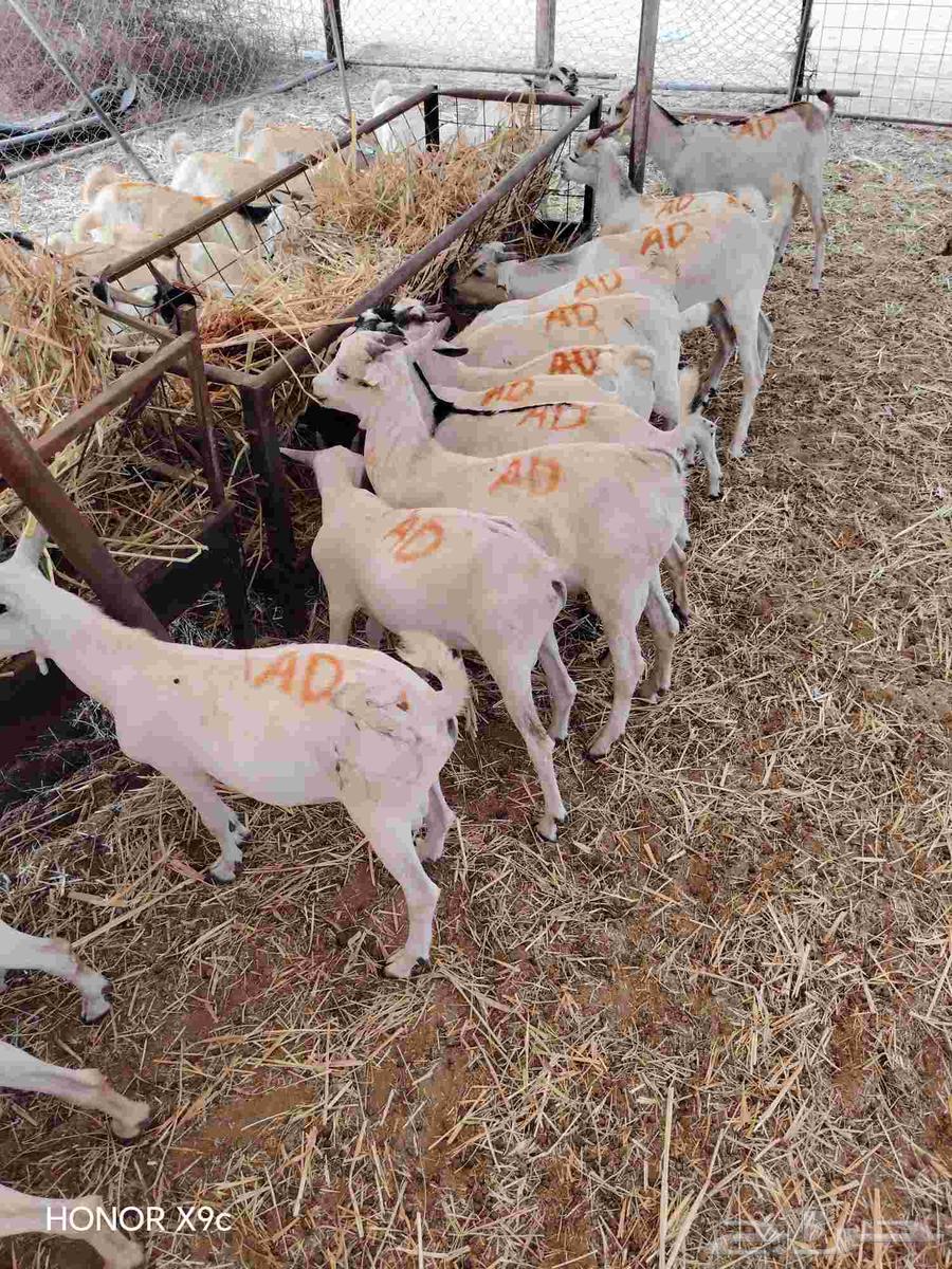 High-quality Somali goats and distinguished qadans64502268488065112