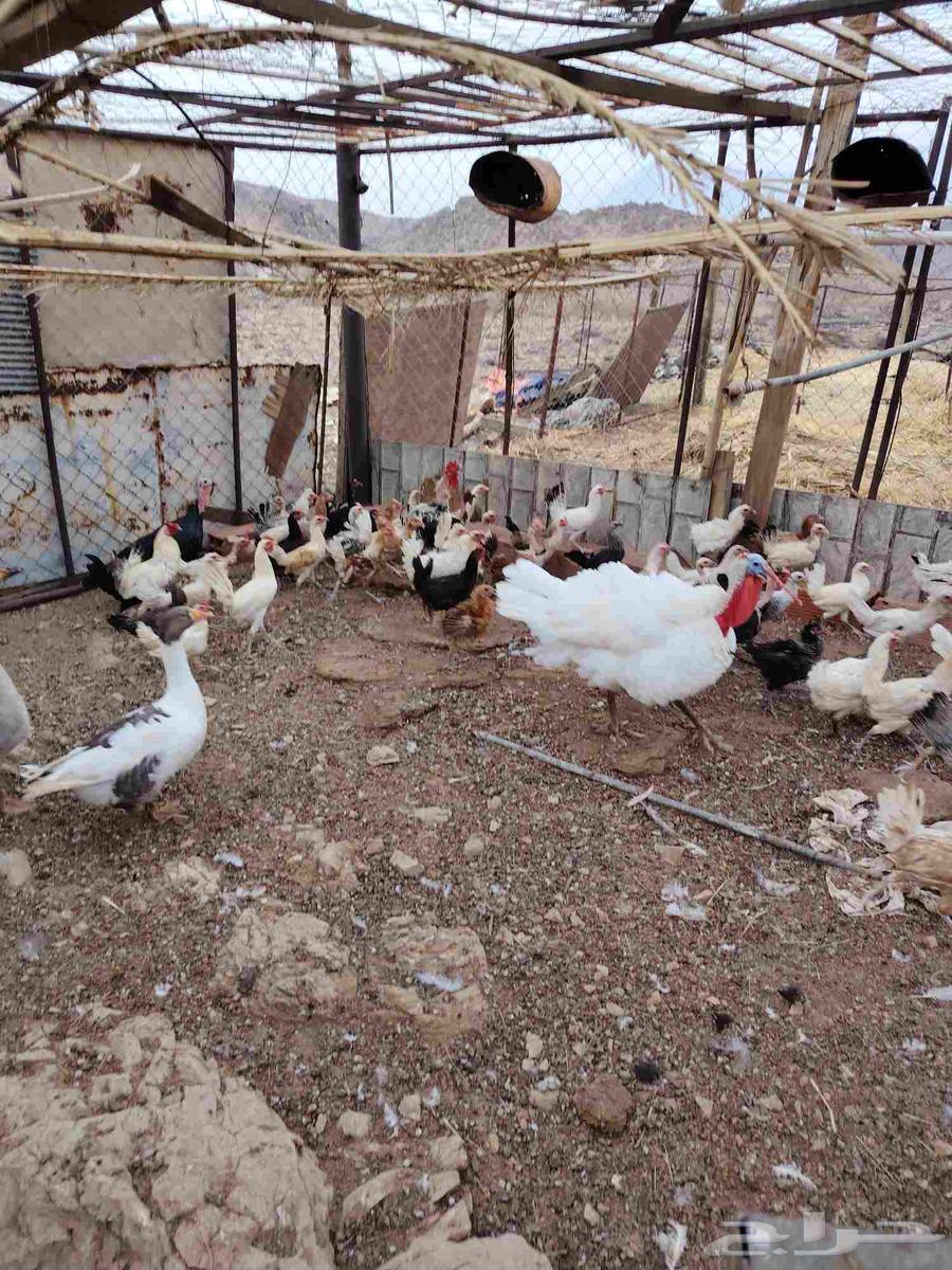 Chickens for sale, local and turkey and ducks64497427305859113