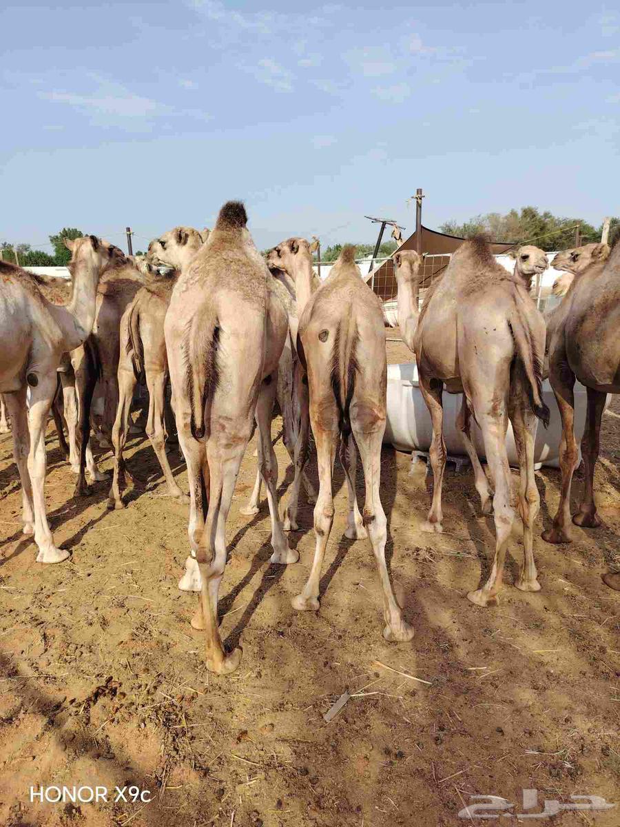 Somali Qa'dan Mafarid price 285064497800089730111