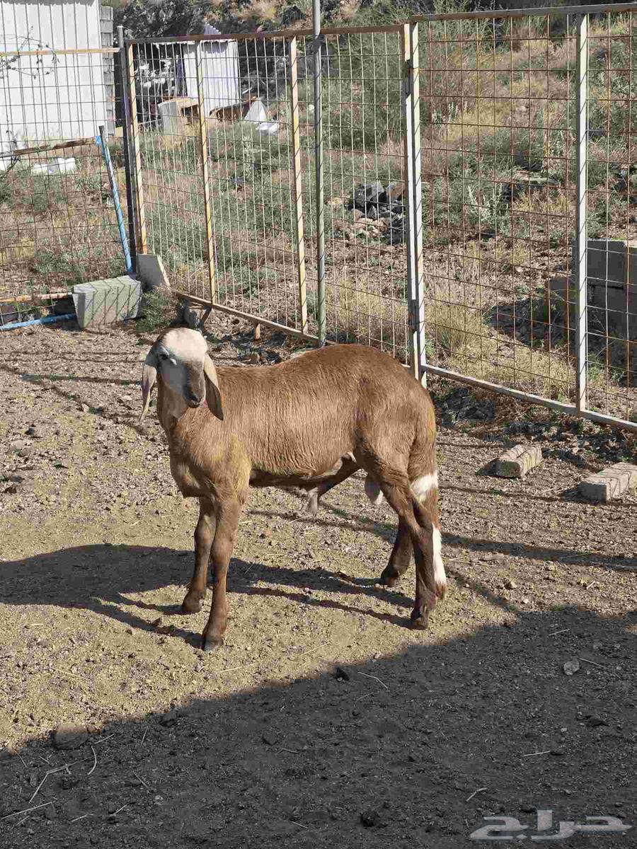 طلي سواكني مع التوصيل64499689521794112