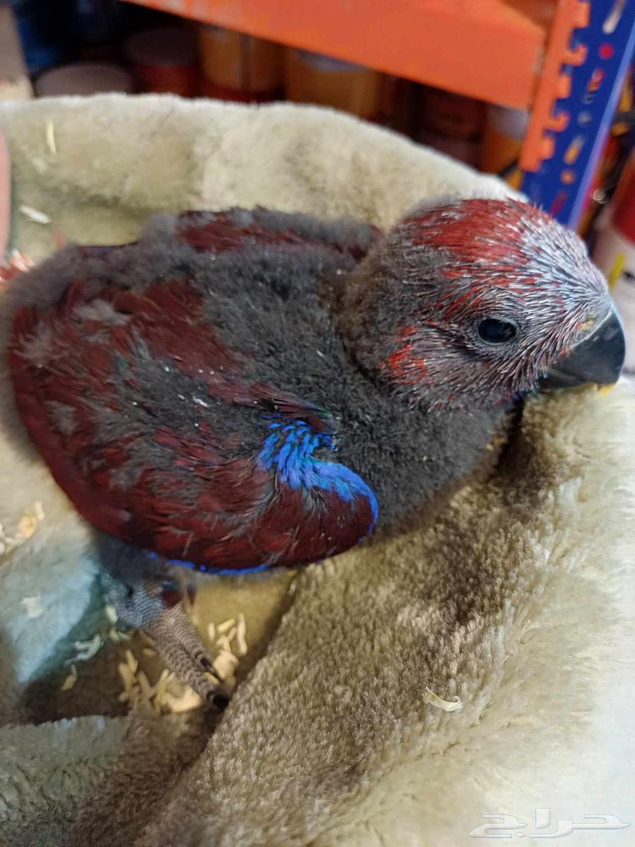 للبيع فرخ اكلكتوس أليف64496848213507111