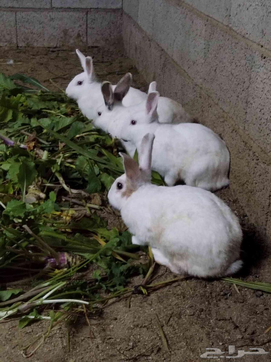 ارانب للبيع64500685812355111