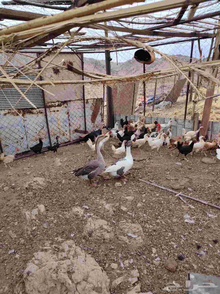 Chickens for sale, local and turkey and ducks64497427305859112