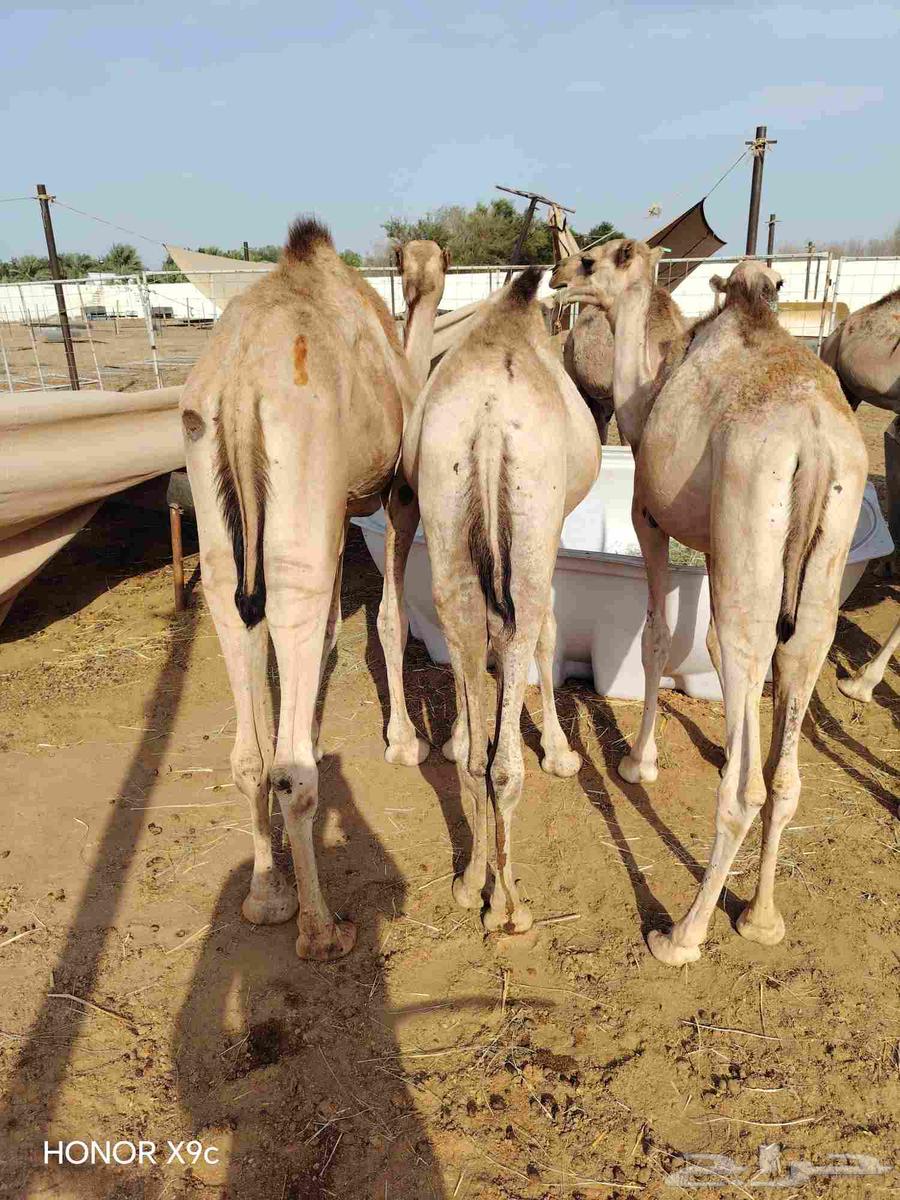 Trader or your butcher's epic, available good quality seating at a suitable price, your request is available64497221064579112