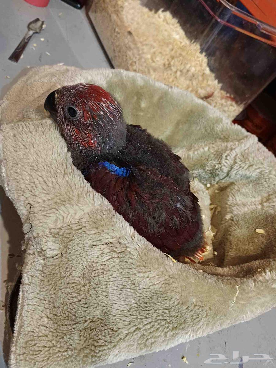 للبيع فرخ اكلكتوس أليف64496848213507112