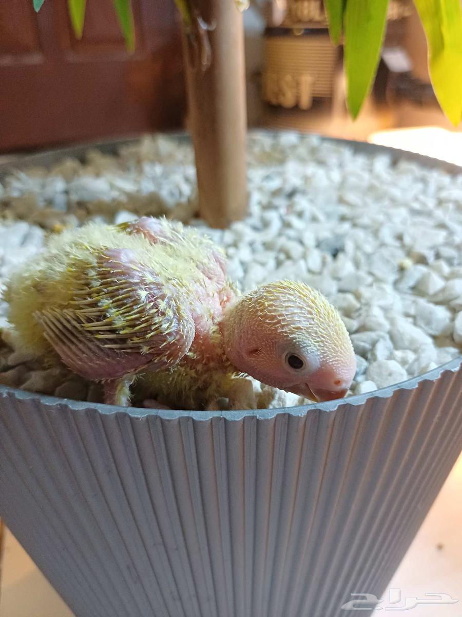 Froukh Roz64494968015619111