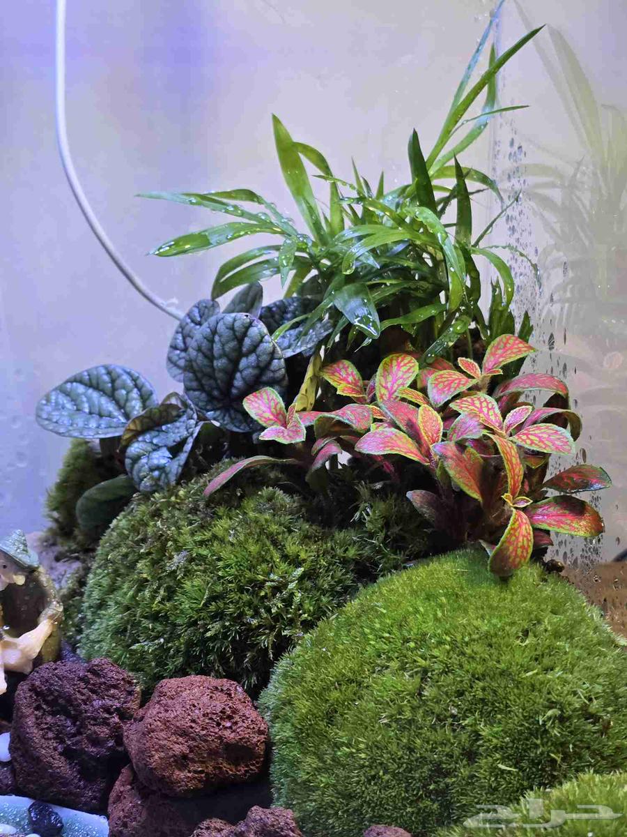 حوض نباتات طبيعية تيراريوم64496848122755112