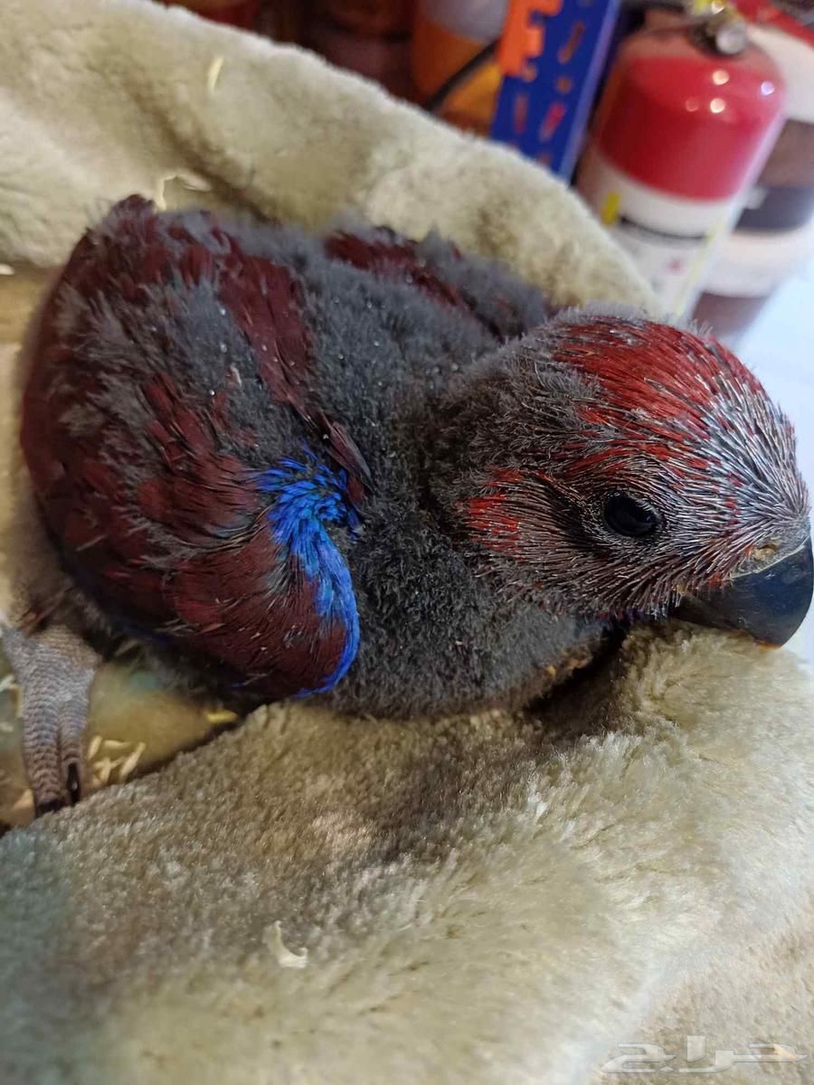 للبيع فرخ اكلكتوس أليف64496848213507110