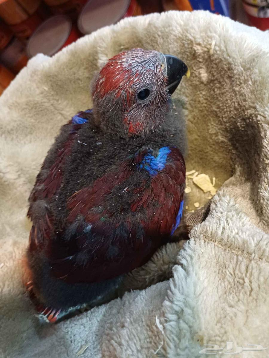 للبيع فرخ اكلكتوس أليف64496848213507113