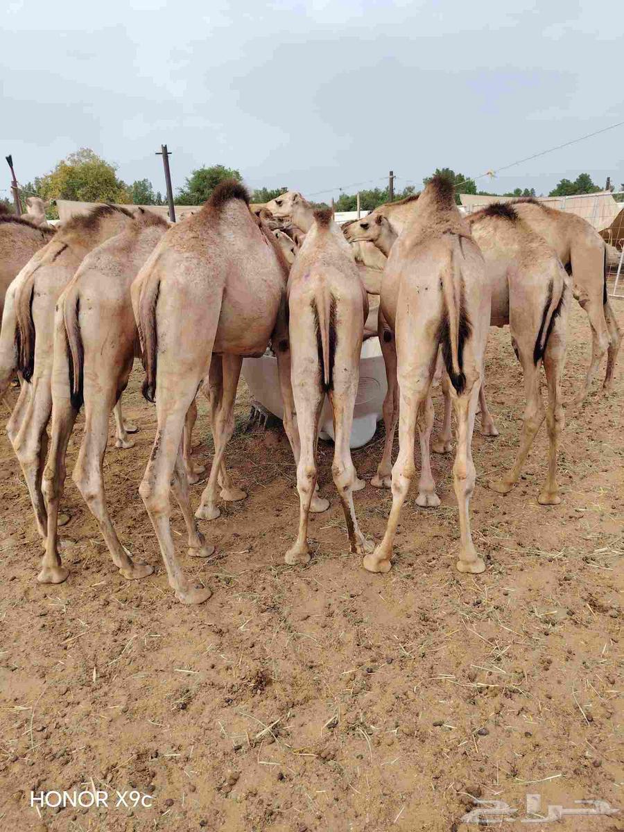 High-quality Somali goats and distinguished qadans64502268488065114