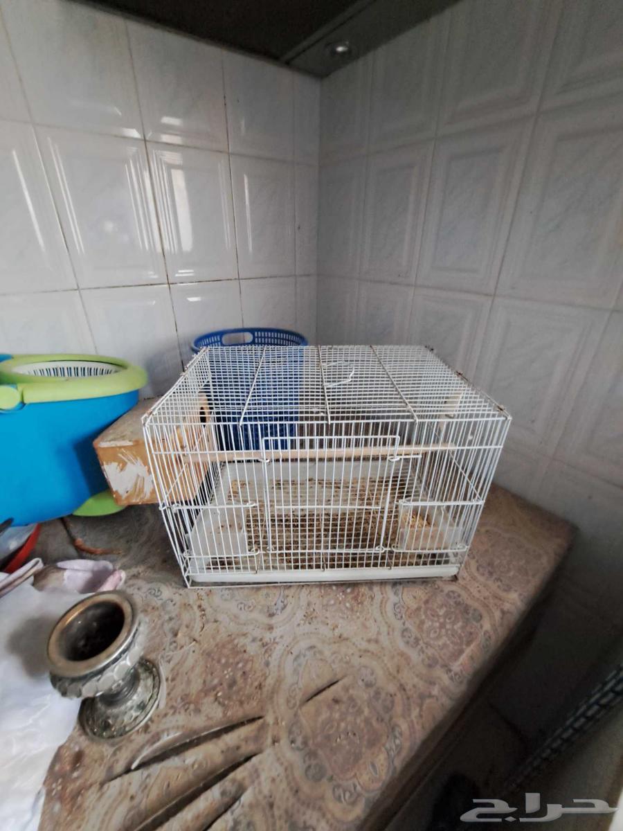 لدينا اقفاص للبيع64499270321282110
