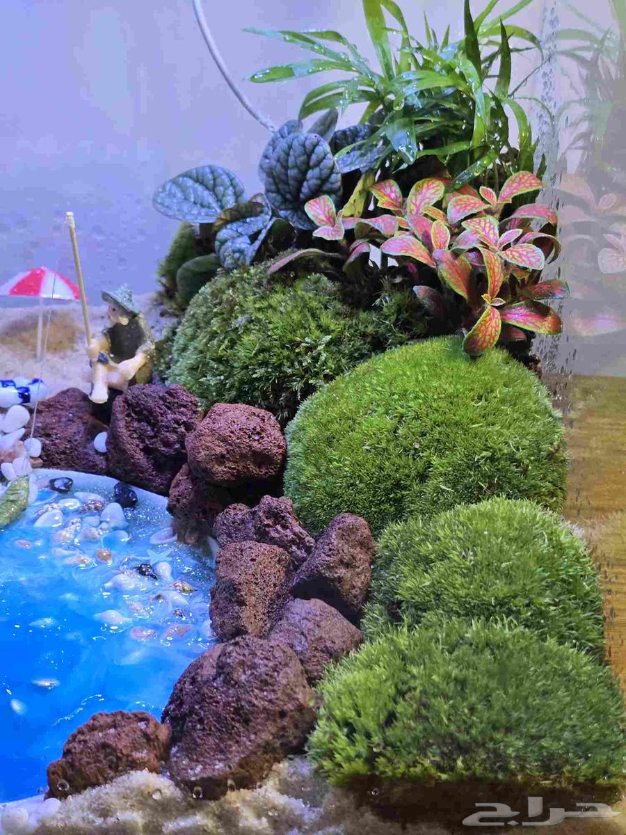 حوض نباتات طبيعية تيراريوم64496848122755111