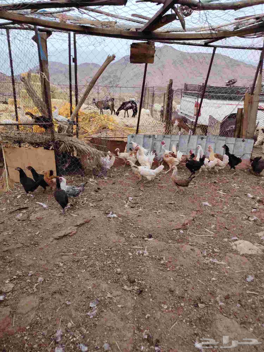 Chickens for sale, local and turkey and ducks64497427305859114