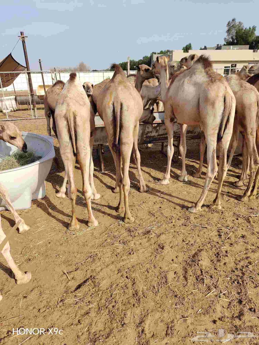 Trader or your butcher's epic, available good quality seating at a suitable price, your request is available64497221064579111