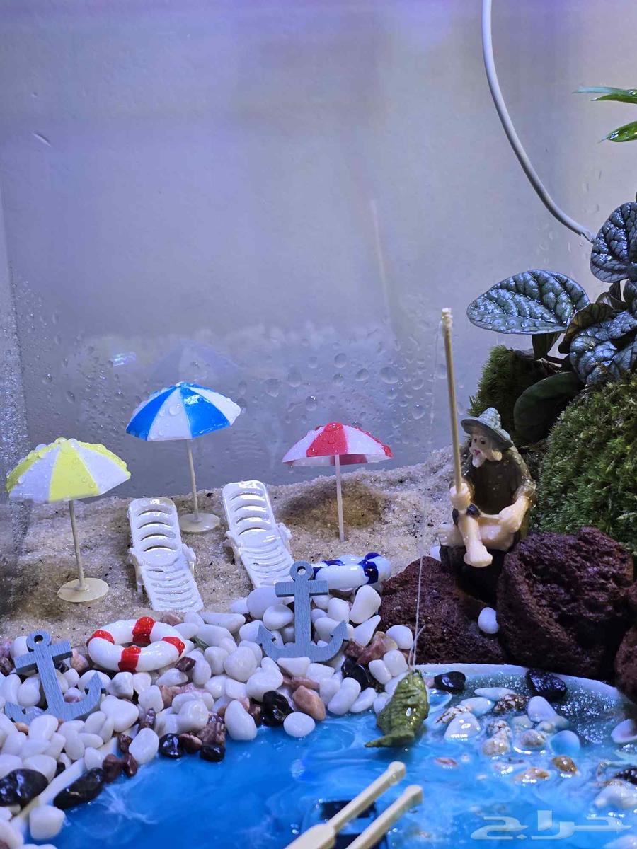 حوض نباتات طبيعية تيراريوم64496848122755114