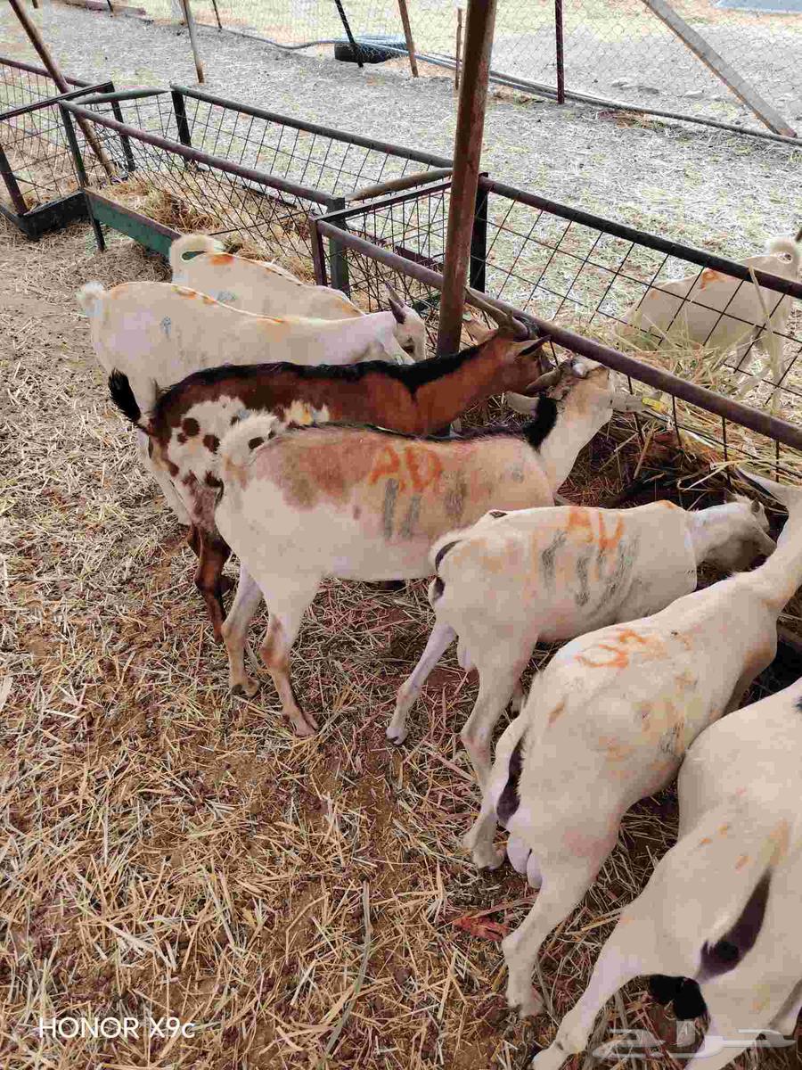 High-quality Somali goats and distinguished qadans64502268488065111