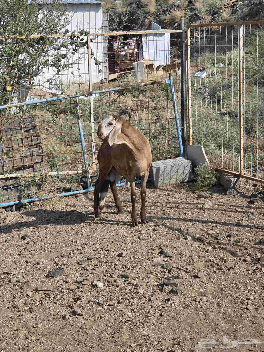 طلي سواكني مع التوصيل64499689521794113