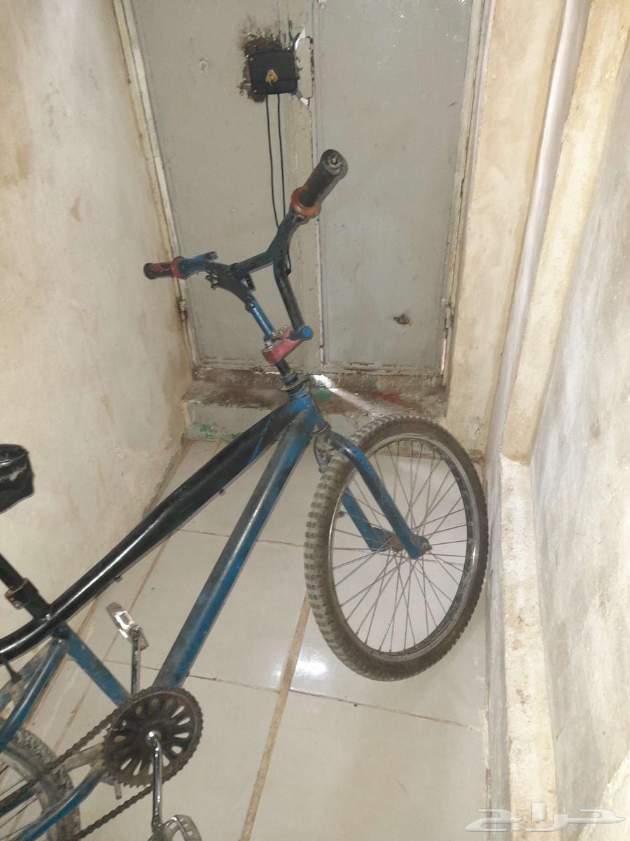 كوبرا للبيع علا السوم  مقاس 24. معاه هدية ماسك جوال64498632679555111