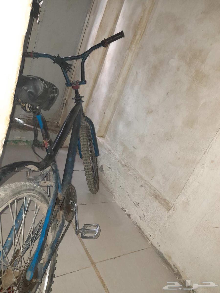 كوبرا للبيع علا السوم  مقاس 24. معاه هدية ماسك جوال64498632679555110