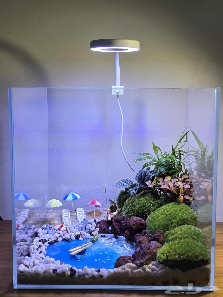 حوض نباتات طبيعية تيراريوم64496848122755110