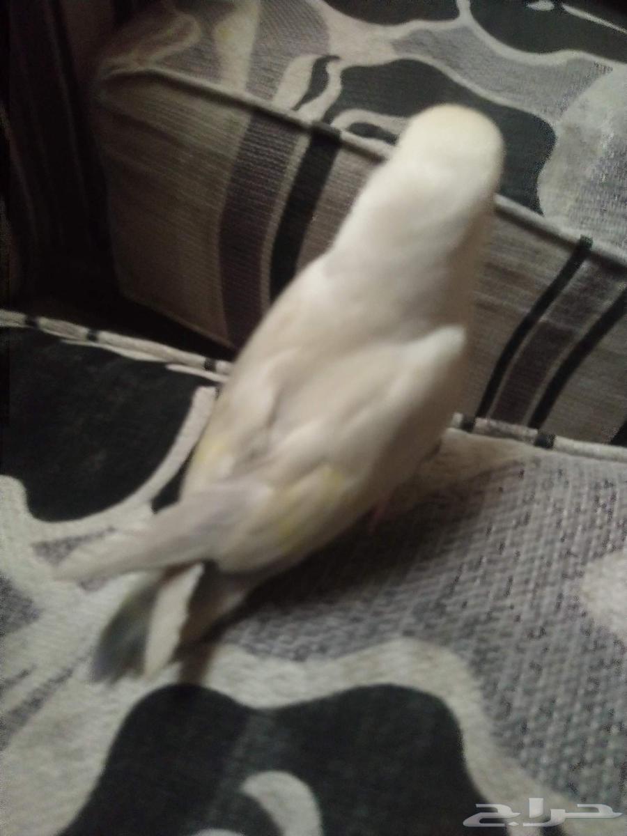 طير روز ابيض ومن الذيل بنفسجي وفسفوري64499842333057110