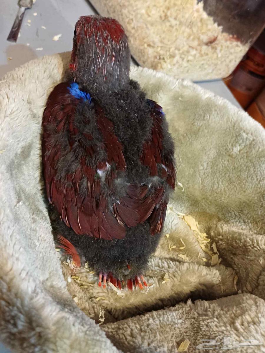 للبيع فرخ اكلكتوس أليف64496848213507114