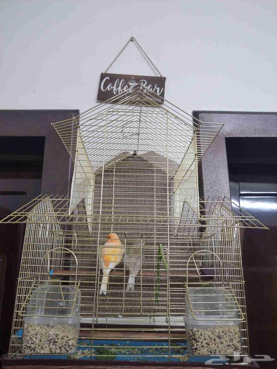 طيور كناري زوج يغرد ذكر. تواصل واتس رقم جوال64500449515009110