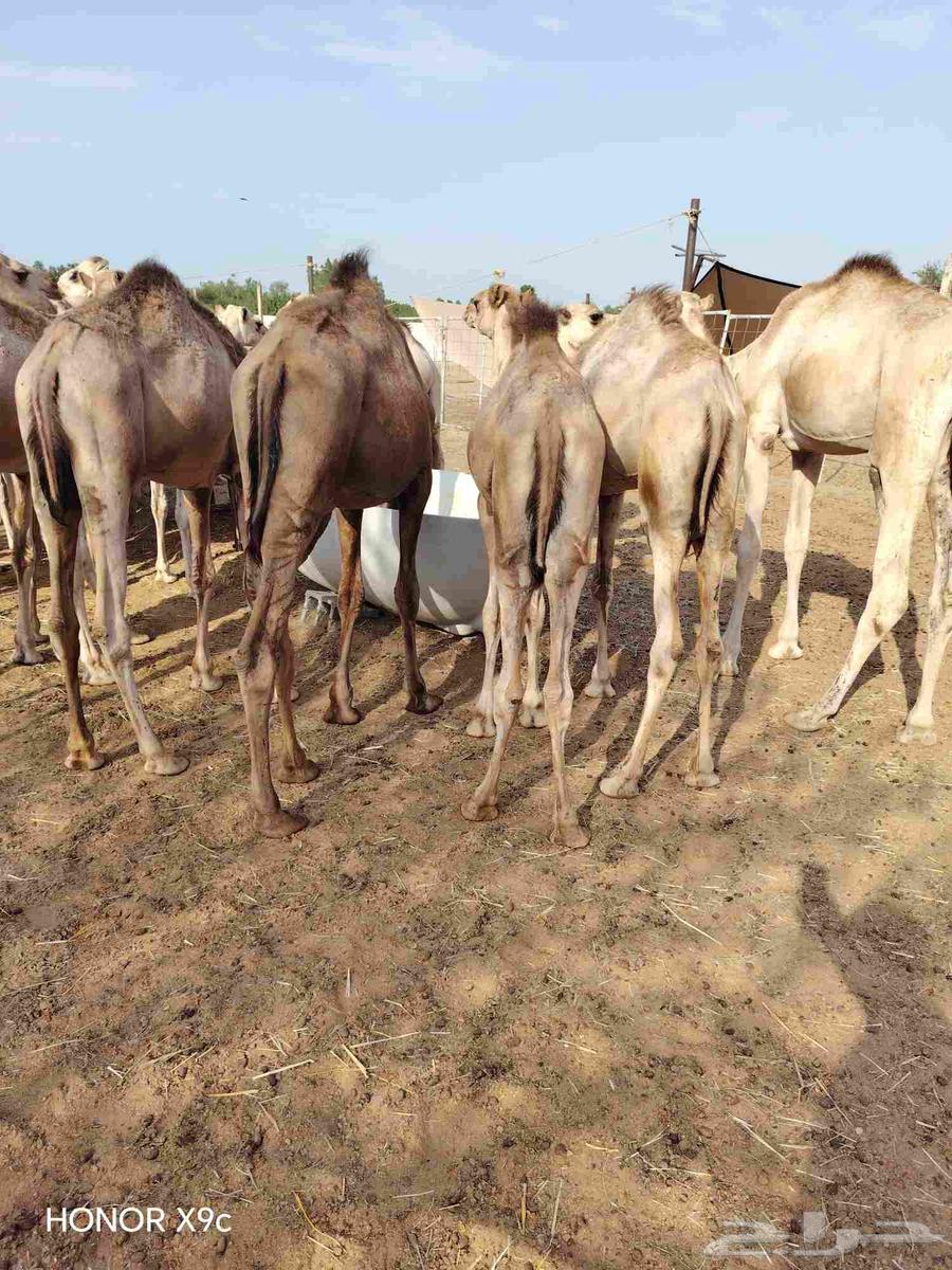 Somali Qa'dan Mafarid price 285064497800089730114