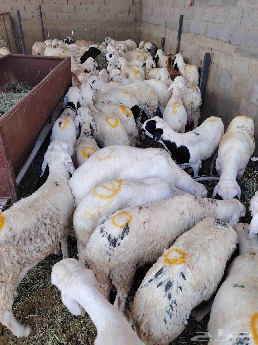 لدينا السواكني المرابي64497151711874111