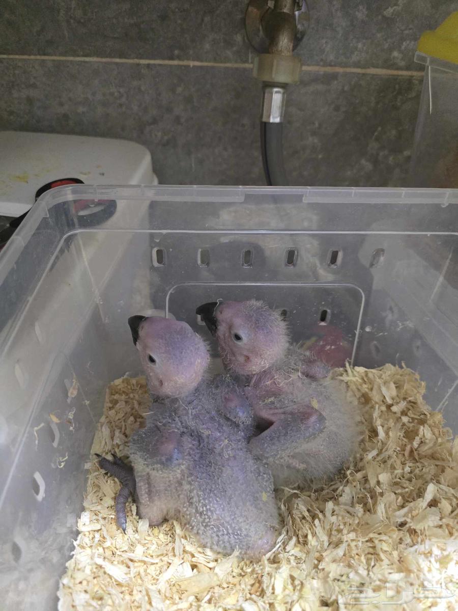 Kasco chicks. (Sold)64500867803907111