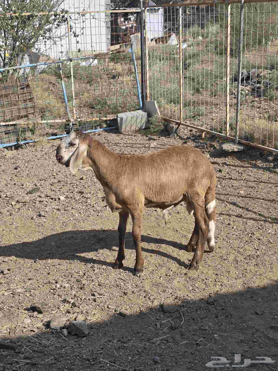 طلي سواكني مع التوصيل64499689521794110