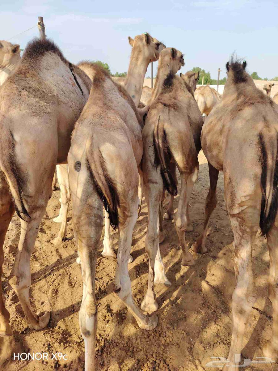 Somali Qa'dan Mafarid price 285064497800089730110