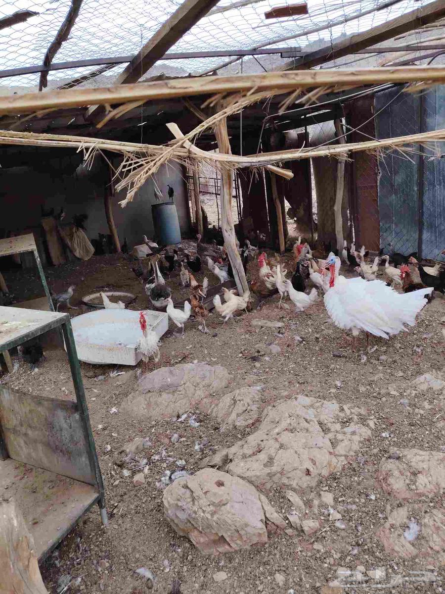 Chickens for sale, local and turkey and ducks64497427305859110