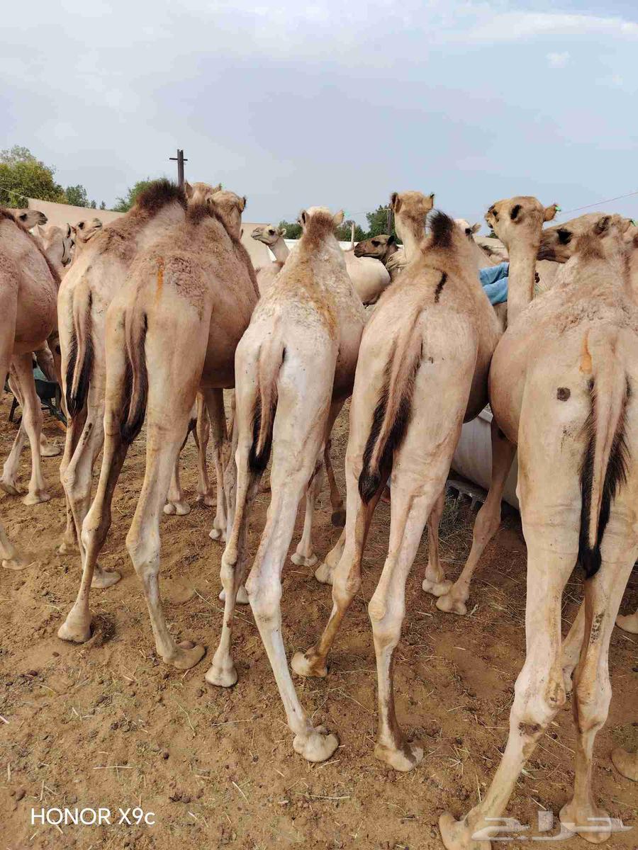 High-quality Somali goats and distinguished qadans64502268488065113