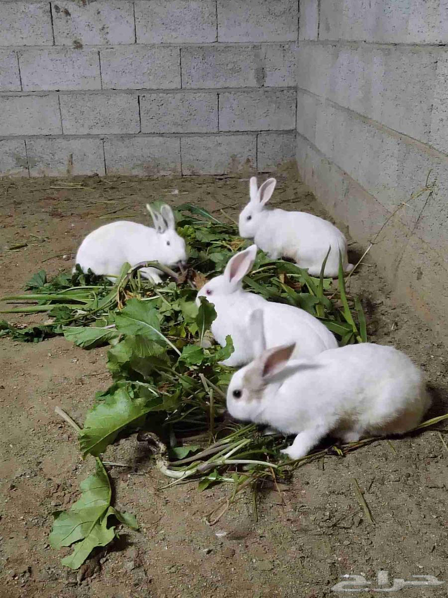 ارانب للبيع64500685812355110