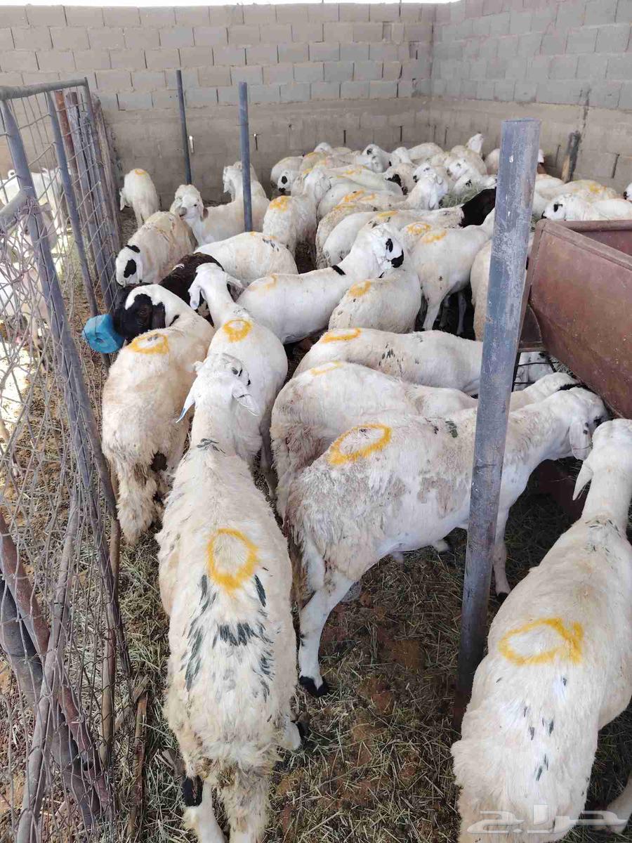 لدينا السواكني المرابي64497151711874110