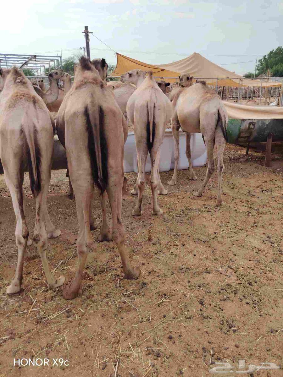 High-quality Somali goats and distinguished qadans64502268488065110