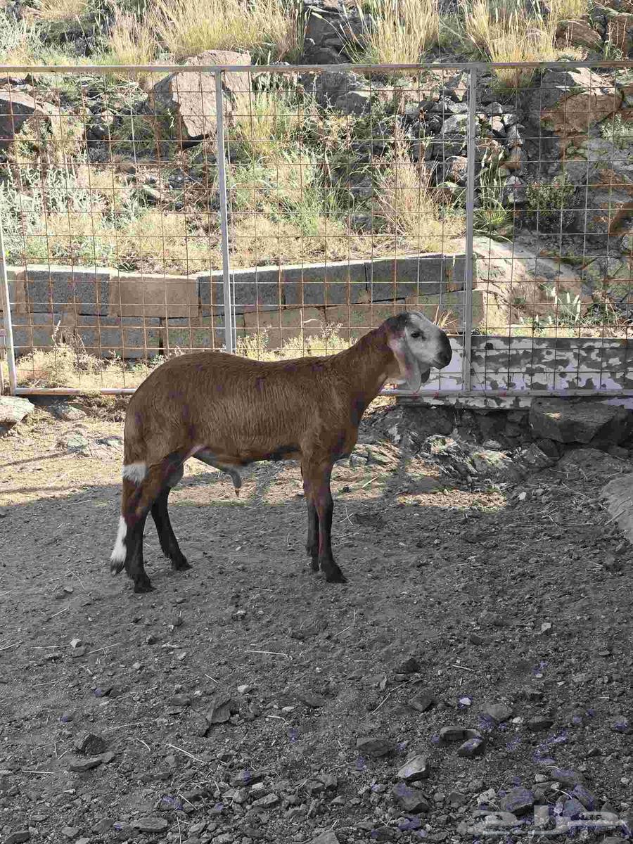 طلي سواكني مع التوصيل64499689521794111