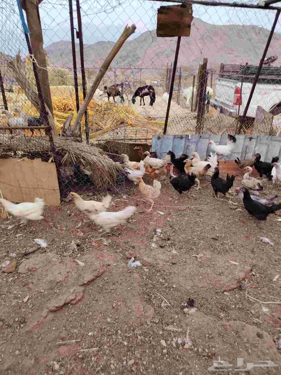 Chickens for sale, local and turkey and ducks64497427305859111
