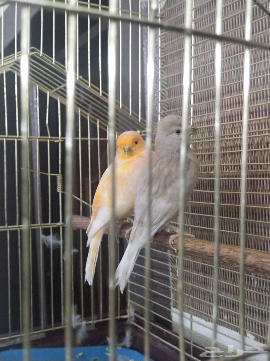 طيور كناري زوج يغرد ذكر. تواصل واتس رقم جوال64500449515009111