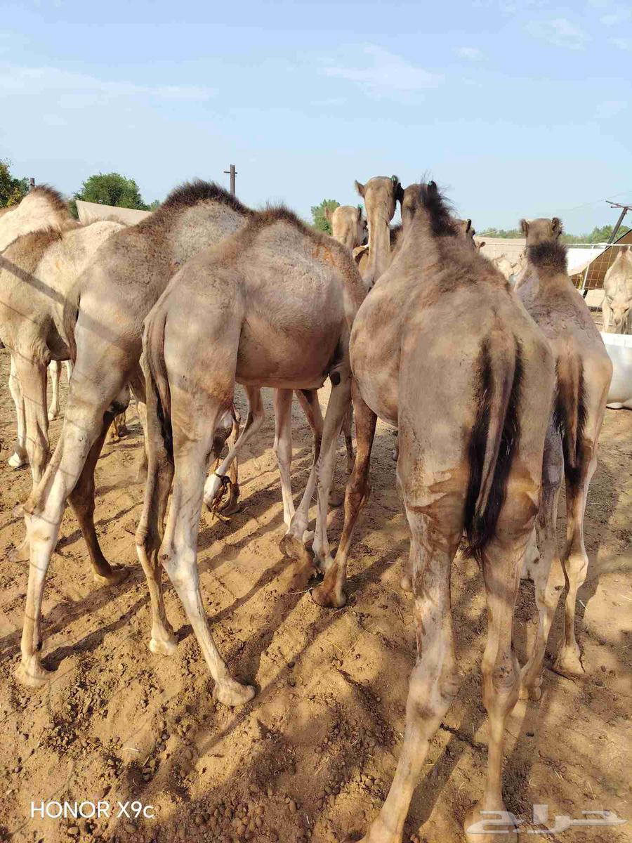 Somali Qa'dan Mafarid price 285064497800089730113