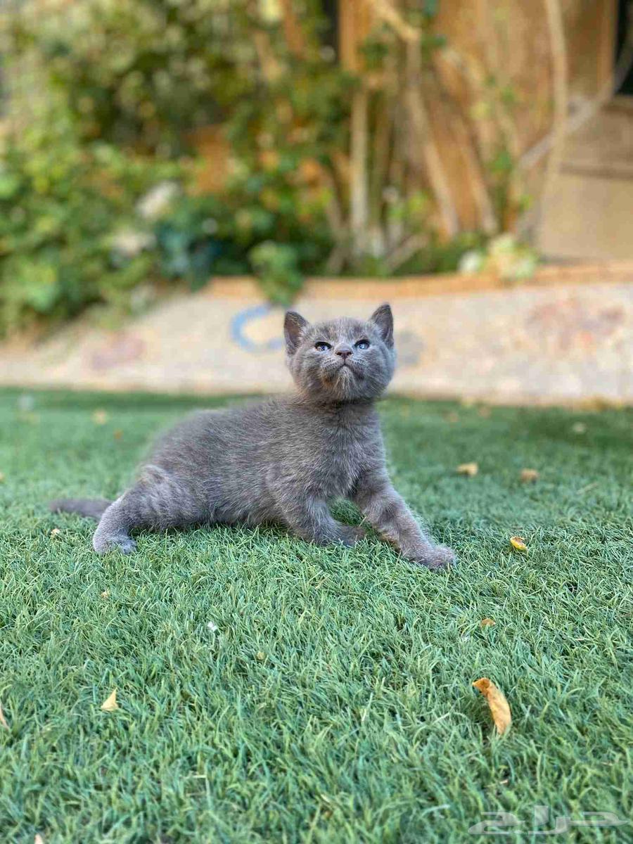 Scottish Fold kittens, vaccinated, trained, for sale, no adoption64498550463361113