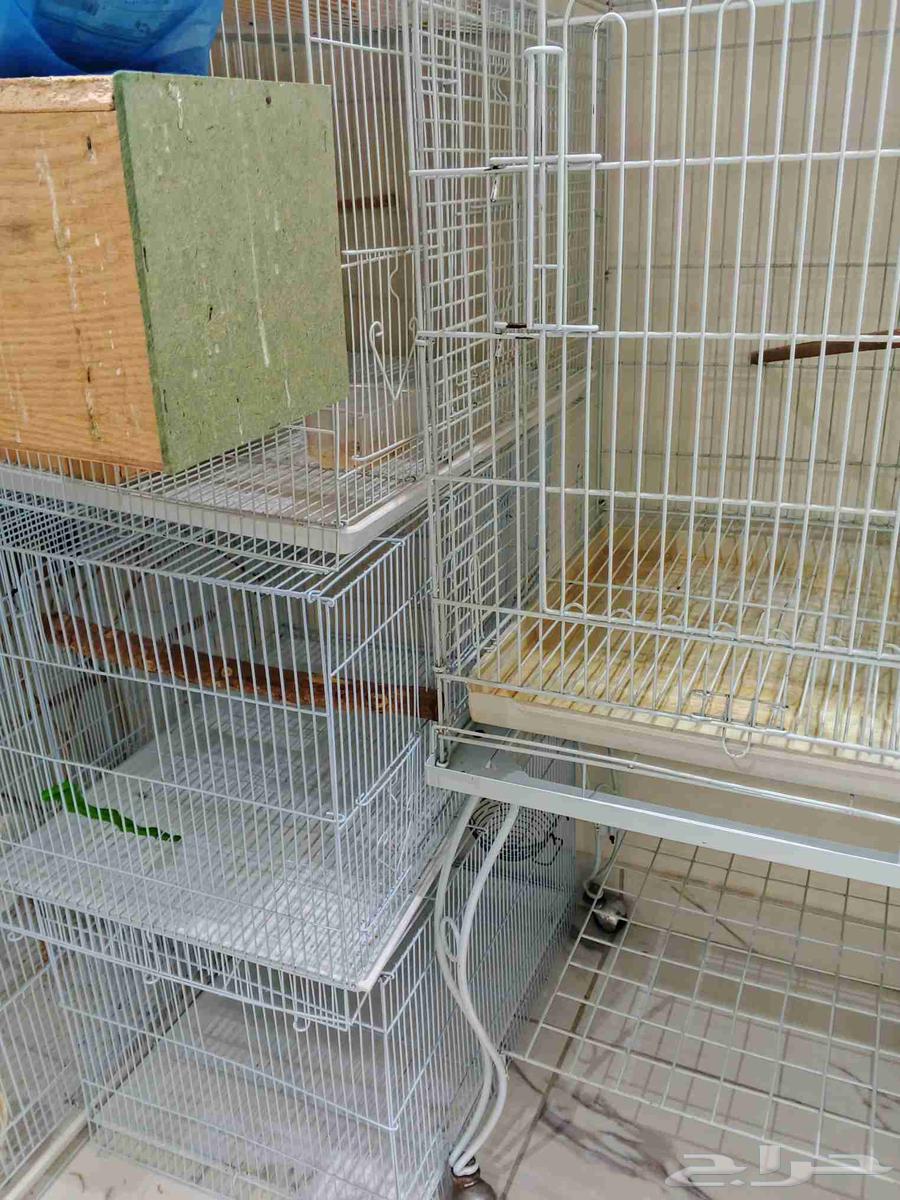 مجموعة اقفاص نضيفه للبيع64501668100994114